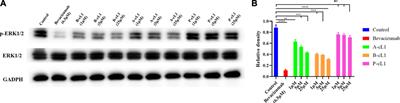 A Cyclic Peptide Epitope of an Under-Explored VEGF-B Loop 1 Demonstrated In Vivo Anti-Angiogenic and Anti-Tumor Activities